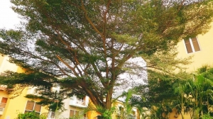 Image 1 Title