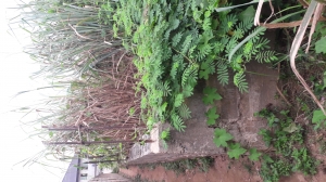 Land For Sale Land for Sale Ipaja Lagos Vetra  Property