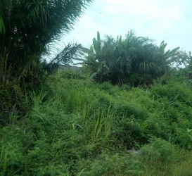 Image 1 Title