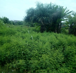 Image 1 Title