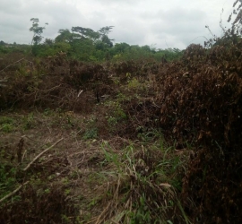 Image 1 Title