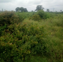 Image 1 Title