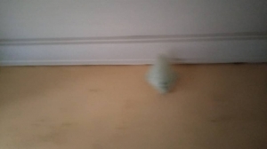 Image 1 Title