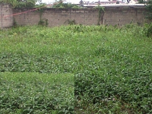 Image 1 Title