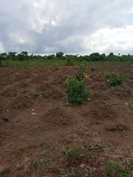 Dry Land For Sale 464 Meter Square of Land for Sale Asaba Delta Vetra  Property