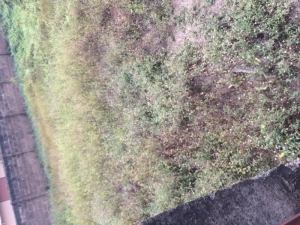 Image 1 Title