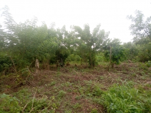 Image 1 Title