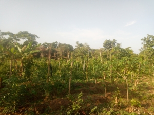 Image 1 Title