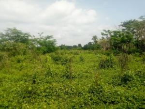 Image 1 Title