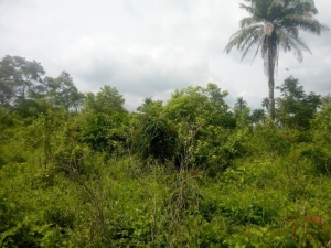 Image 1 Title