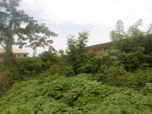 Image 1 Title