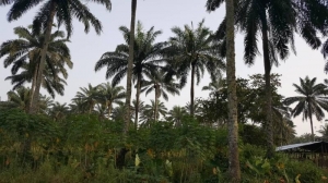 Image 1 Title
