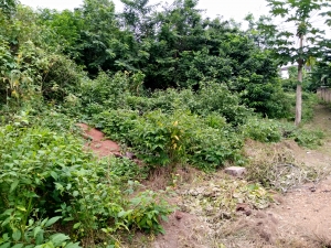 Image 1 Title