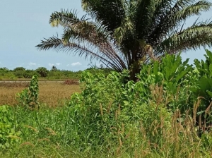 Image 1 Title