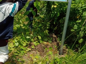 Image 1 Title