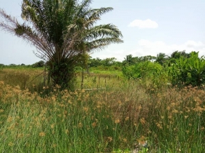 Image 1 Title