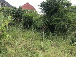 Image 1 Title