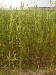Land For Lease In Ilasan Ikate Lekki  1,500 Meter Square of Land for Rent Lekki Lagos Vetra  Property