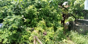 Image 1 Title