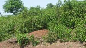 Image 1 Title