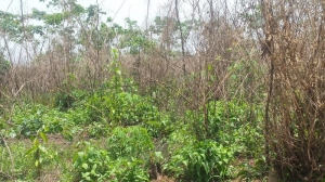 Image 1 Title