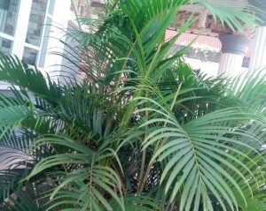 Image 1 Title