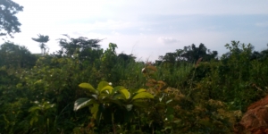 Image 1 Title