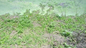 Image 1 Title