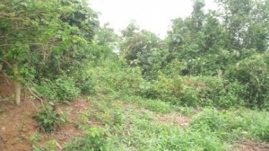 Image 1 Title