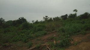Image 1 Title