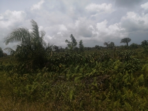 Land For Sale In Fenced And Gated Estate With Good Title Undergoing Reclamation Land for Sale Ajah Lagos Vetra  Property