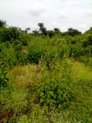 Plots Of Land Land for Sale Ibeju Lekki Lagos Vetra  Property