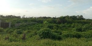 Land For Sale In Elerangbe Land for Sale Ibeju Lekki Lagos Vetra  Property