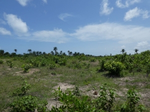 Image 1 Title