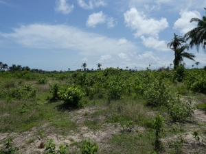 Image 1 Title