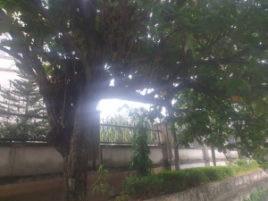 Image 1 Title
