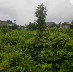 Dry Mixed Use Plot Of Land Close To The Road  499 Meter Square of Land for Sale Port Harcourt Rivers Vetra  Property