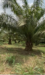 Arable Agric Land For Sale At Odeda Ogun State  Land for Sale Abeokuta Ogun Vetra  Property