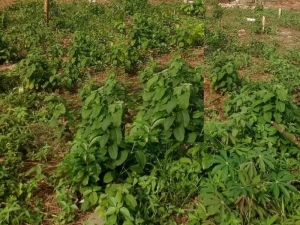 Plots Of Land 32 Hectare of Land for Sale Ibeju Lekki Lagos Vetra  Property