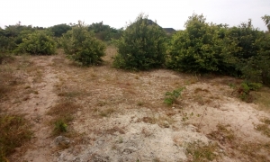C Of O Land For Sale In Origanrigan, Free Trade Zone Land for Sale Ibeju Lekki Lagos Vetra  Property