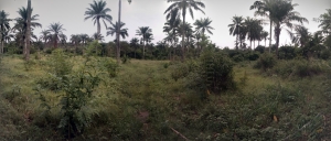 Image 1 Title