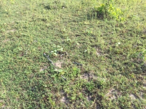 Image 1 Title