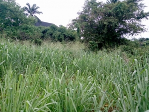 Image 1 Title