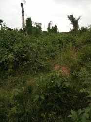 Image 1 Title