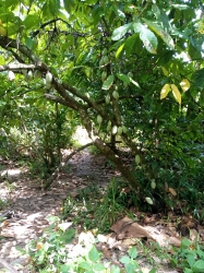 Image 1 Title