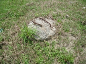 Image 1 Title