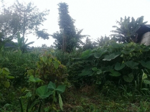 Image 1 Title
