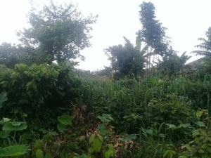 Image 1 Title
