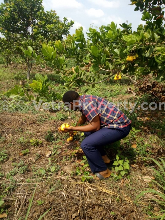 Image 1 Title