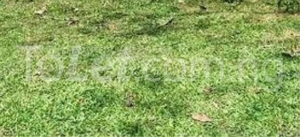 Land For Sale Alaoma Layout Nekede Owerri 600 Meter Square of Land for Sale Owerri Imo Vetra  Property